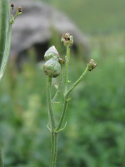 Scrophularia orientalis