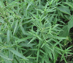 Scrophularia orientalis