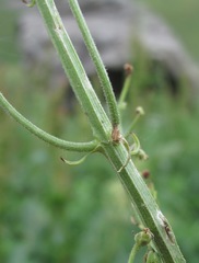 Scrophularia orientalis