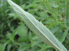 Scrophularia orientalis
