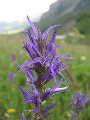 Asyneuma campanuloides