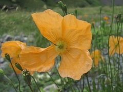 Papaver oreophilum
