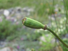 Papaver oreophilum
