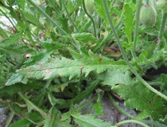 Papaver oreophilum