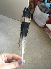 Lopholaimus antarcticus