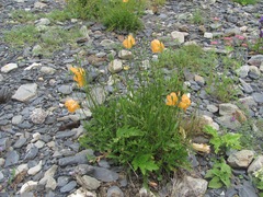 Papaver oreophilum