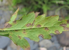 Papaver oreophilum