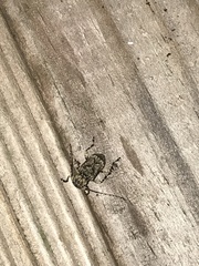 Leptostylus transversus