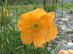 Papaver oreophilum