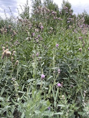 Cirsium arvense