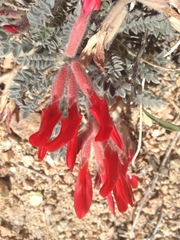 Astragalus coccineus