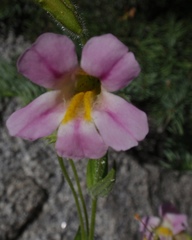 Erythranthe erubescens