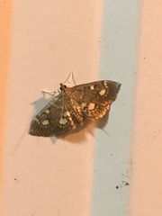 Anania coronata