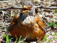 Turdus rufopalliatus