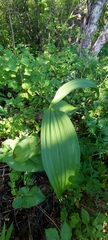 Veratrum lobelianum