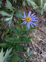 Eucephalus ledophyllus