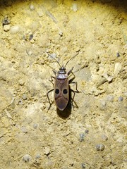 Physopelta fusciscutellata