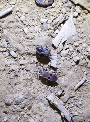 Physopelta fusciscutellata