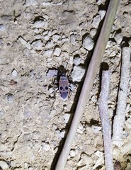 Physopelta fusciscutellata