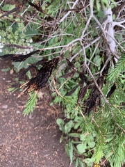 Herpotrichia juniperi