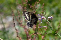 Battus polydamas psittacus