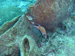 Holocentrus adscensionis