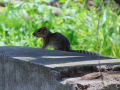 Notocitellus annulatus