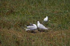 Chroicocephalus maculipennis