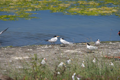 Thalasseus sandvicensis