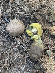 Butyriboletus primiregius