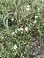 Stellaria graminea