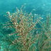Feather Bush Hydroid - Photo (c) Mike G. Rutherford, some rights reserved (CC BY-NC), uploaded by Mike G. Rutherford