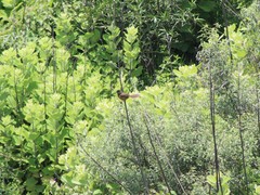 Pipilo maculatus macronyx