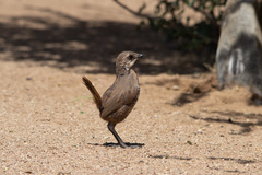 Pteroptochos megapodius