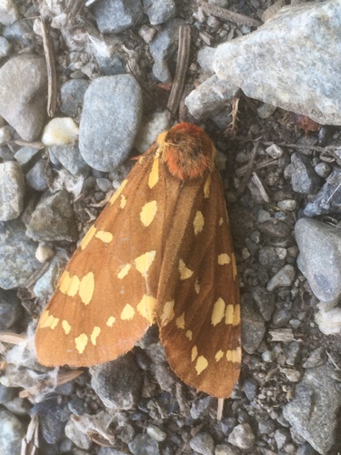St. Lawrence Tiger Moth photo 2