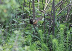 Pipilo maculatus macronyx