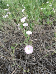 Convolvulus arvensis