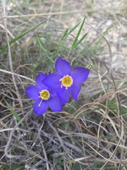 Giliastrum rigidulum