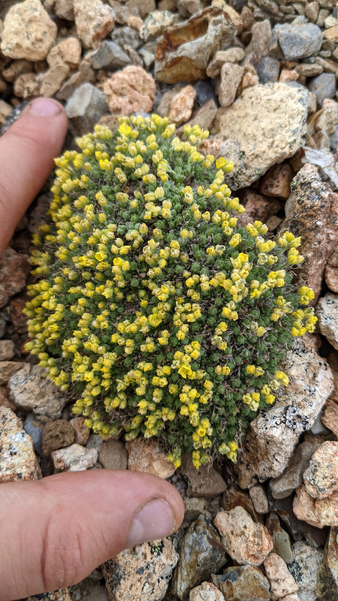 Draba novolympica