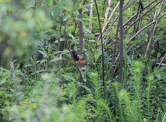 Pipilo maculatus macronyx