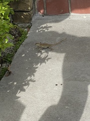 Agama picticauda