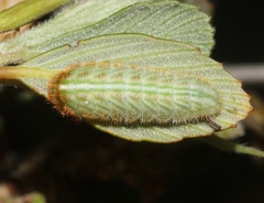 Satyrium tetra