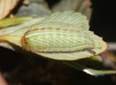 Satyrium tetra