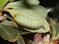 Satyrium tetra