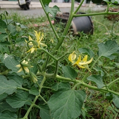 Solanum lycopersicum