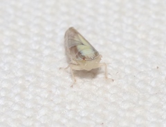 Scaphytopius elegans