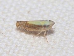 Scaphytopius elegans