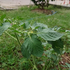 Solanum lycopersicum