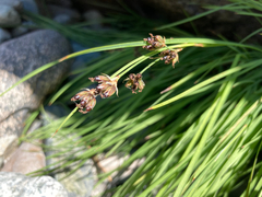Juncus covillei