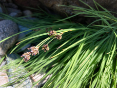 Juncus covillei